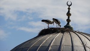 Tekirdağ’daki cami kubbesi 11 yıldır leyleklerin yuvası oldu