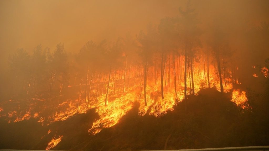 Türkiye’de geçen yıl 3 bin 224 orman yangını çıktı