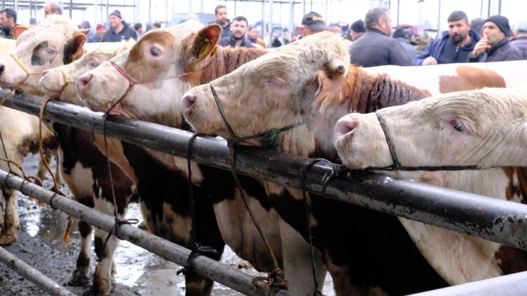 Türkiye’nin en büyük canlı hayvan pazarında yoğunluk