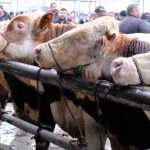 Türkiye’nin en büyük canlı hayvan pazarında yoğunluk