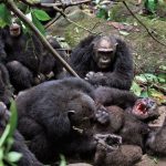 Uganda’da şempanzelerde ilk ‘iç savaş’: 24 ölü