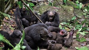 Uganda’da şempanzelerde ilk ‘iç savaş’: 24 ölü