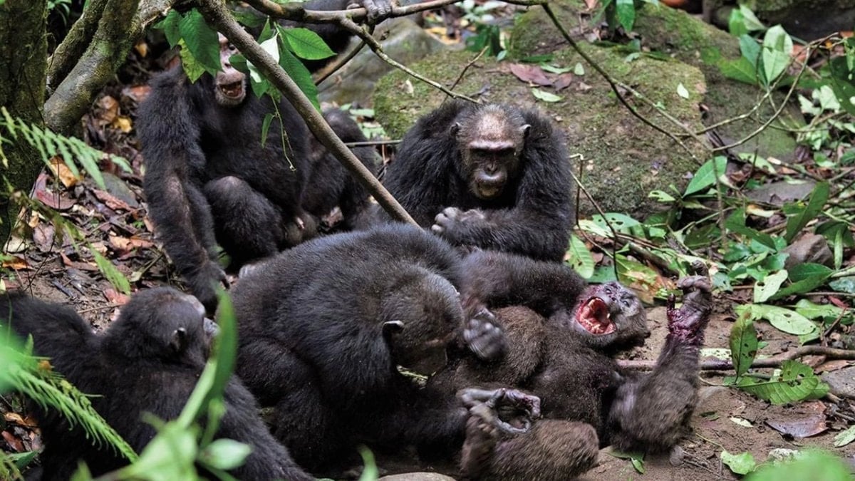 Uganda’da şempanzelerde ilk ‘iç savaş’: 24 ölü