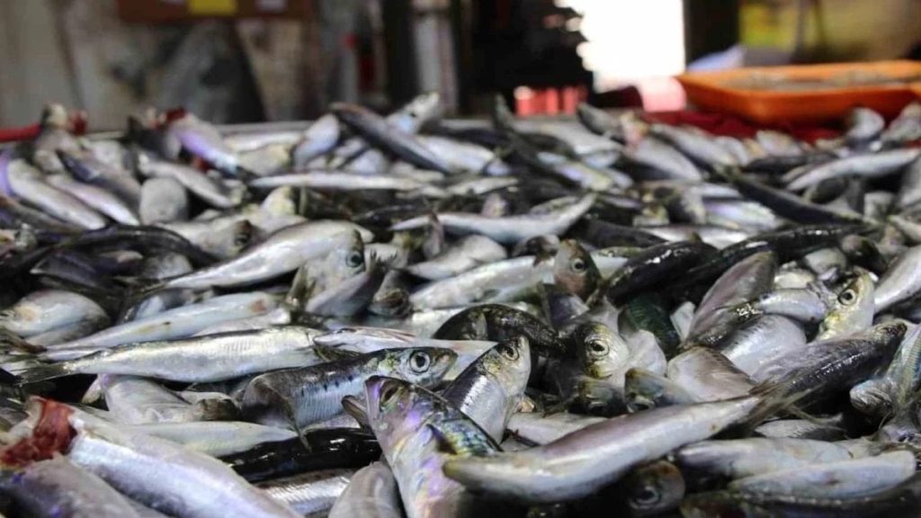 Zamanı geldi: İşte nisan ayında tüketilmesi gereken balıklar