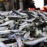 Zamanı geldi: İşte nisan ayında tüketilmesi gereken balıklar