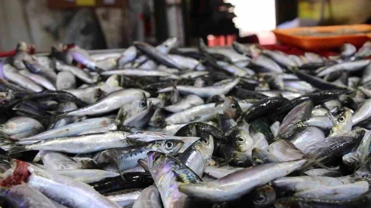 Zamanı geldi: İşte nisan ayında tüketilmesi gereken balıklar