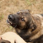 Zincir bağlanmayan köpek sahibine 2,3 milyon tazminat kararı