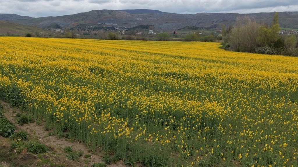 Amasya’da kanolalar çiçek açtı: Tarlalar sarıya boyadı