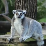 İki Bölümden Oluşan ‘Tampa’nın Sırları Özel’, 4 Mayıs Pazartesi Saat 20.00’de National Geographic WILD Ekranlarında İzleyicilerle Buluşuyor!