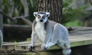 İki Bölümden Oluşan ‘Tampa’nın Sırları Özel’, 4 Mayıs Pazartesi Saat 20.00’de National Geographic WILD Ekranlarında İzleyicilerle Buluşuyor!