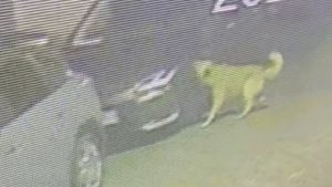 İstanbul’da köpekler araçlara zarar verdi