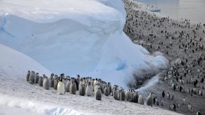 Küresel ısınmayla Antarktika’nın penguen ve fok popülasyonunu tehlike altında