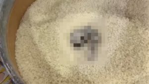 Mersin’de açıkta satılan pirinçte kedi dışkısı tespit edildi: Markete ceza yağdı